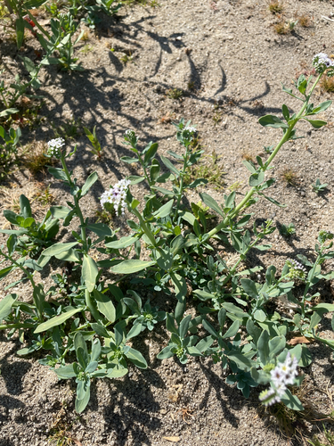 alkali heliotrope