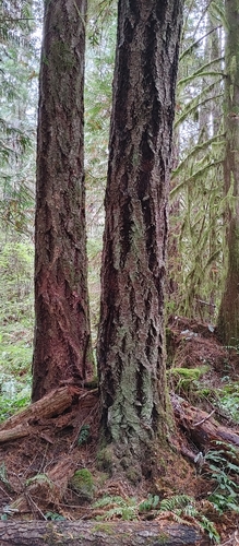 Douglas-fir