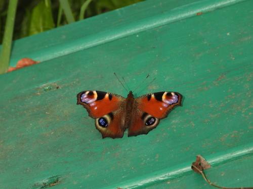 European Peacock Butterfly