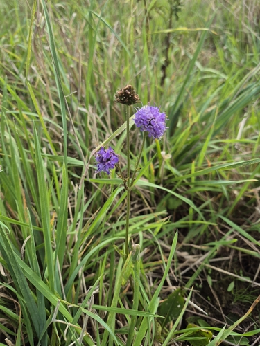 Succisa pratensis, photograph 1