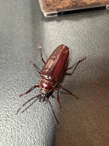 Palo Verde Root Borer