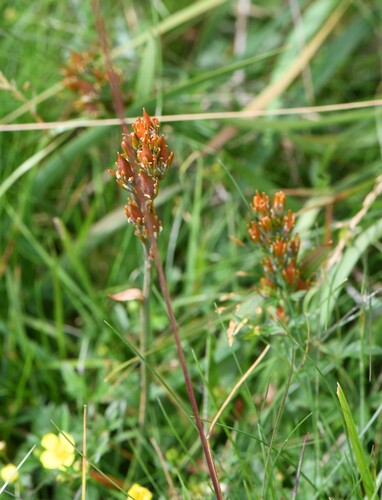 Narthecium ossifragum, photograph 4