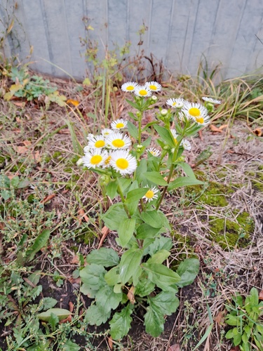 annual fleabane