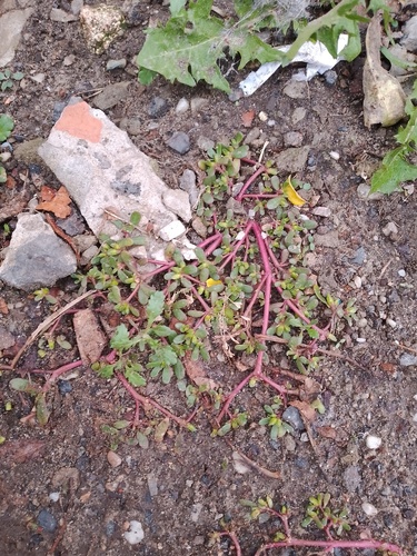Common Purslane