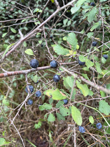 Blackthorn