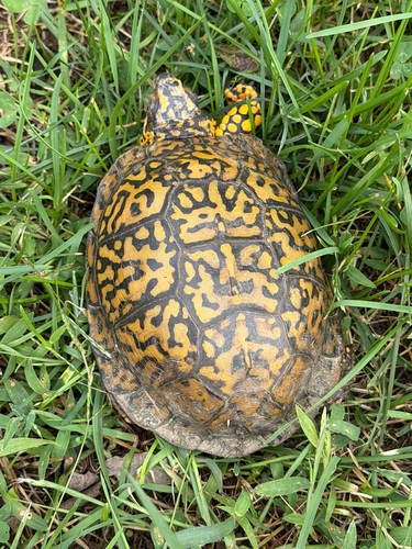 Eastern Box Turtle