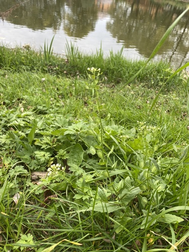field penny-cress