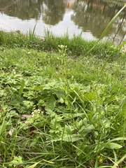 Thlaspi arvense, photograph (c) Илья Руденко, some rights reserved (CC BY)
