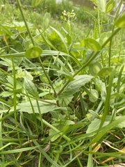 Thlaspi arvense, photograph (c) Илья Руденко, some rights reserved (CC BY)