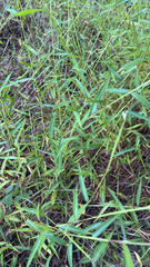 Microstegium vimineum, photograph (c) Rachel, some rights reserved (CC BY)