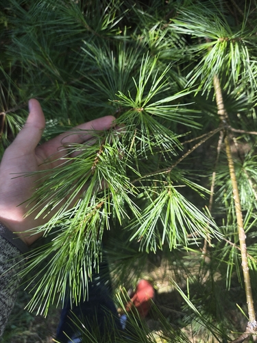 eastern white pine