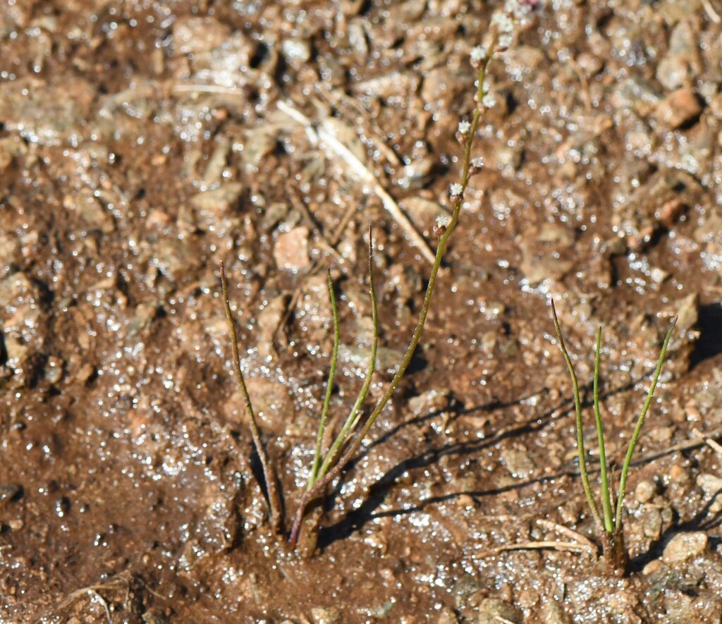 Triglochin palustris; photograph author not stated, no rights reserved