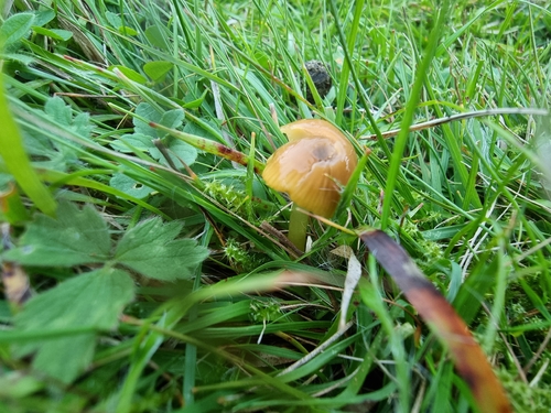 Parrot Mushroom