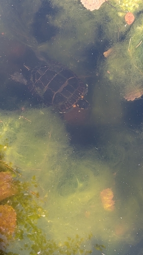 Eastern Painted Turtle