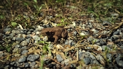 European Toad