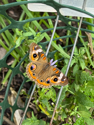 Common Buckeye