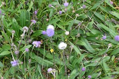 Succisa pratensis