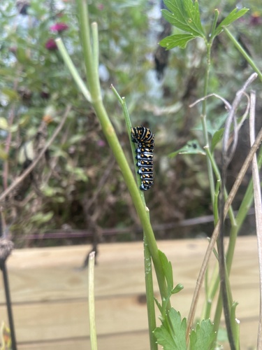Black Swallowtail