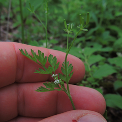 Chaerophyllum procumbens