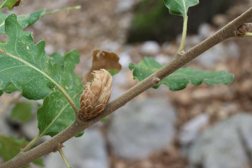 Oak Artichoke Gall Wasp