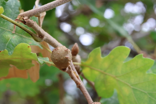 dyer's gall
