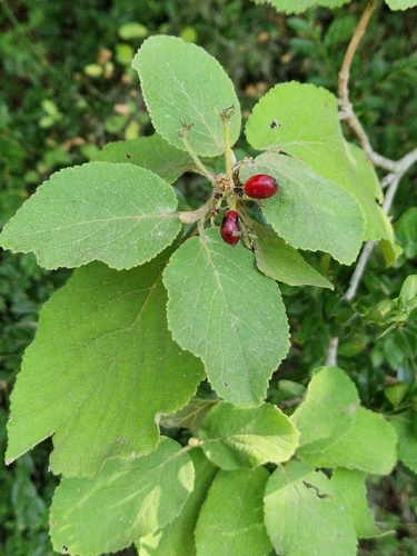 Wayfaring-tree