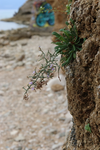 Limonium cancellatum