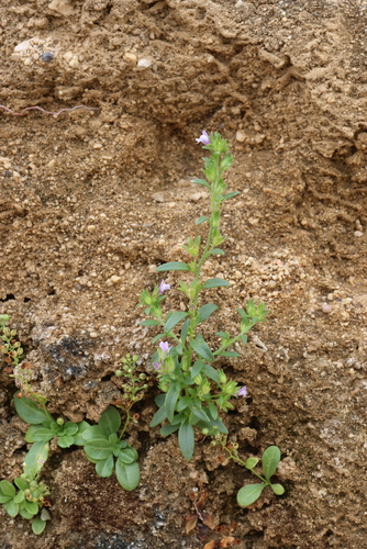 Chaenorhinum litorale
