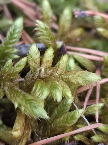 Rhytidium rugosum observed 2026-09-24