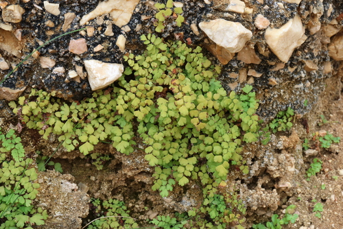 black maidenhair fern
