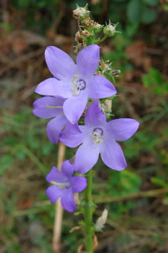 Chimney Bellflower