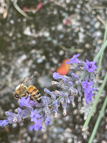 Western Honey Bee