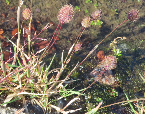 Phleum alpinum observed 2026-09-24