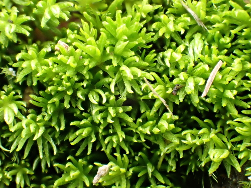 Oligotrichum hercynicum observed 2026-09-10