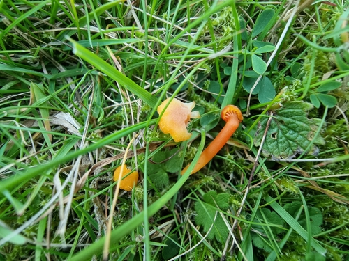 Goblet Waxcap