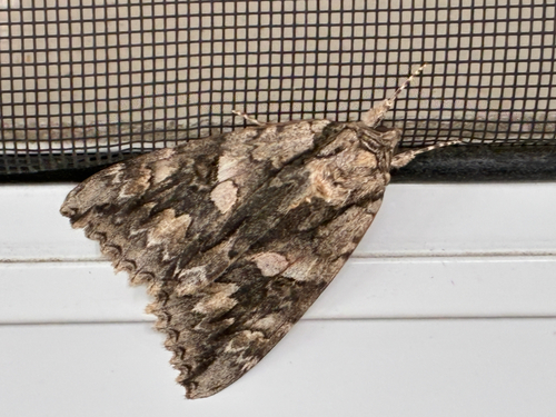 Mother Underwing Moth