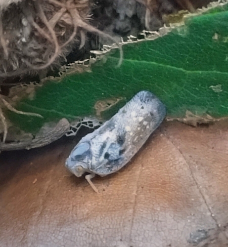 Citrus Flatid Planthopper