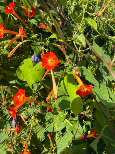 Ipomoea coccinea, photograph 3