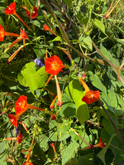 Ipomoea coccinea, photograph (c) V. Ross Johnson, some rights reserved (CC BY-SA)