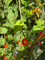 Ipomoea coccinea, photograph (c) V. Ross Johnson, some rights reserved (CC BY-SA)