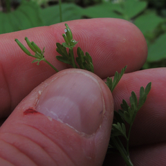 Chaerophyllum procumbens