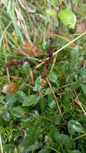 heath speedwell