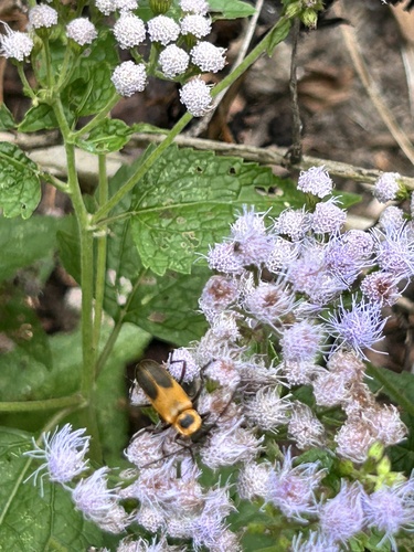 Goldenrod Soldier Beetle