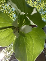 Trillium cernuum