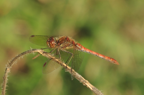 Common Darter