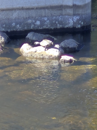 Northern Map Turtle