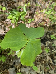 Trillium cernuum