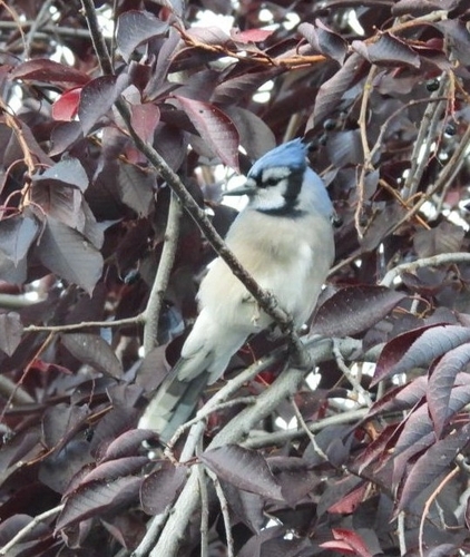 Blue Jay