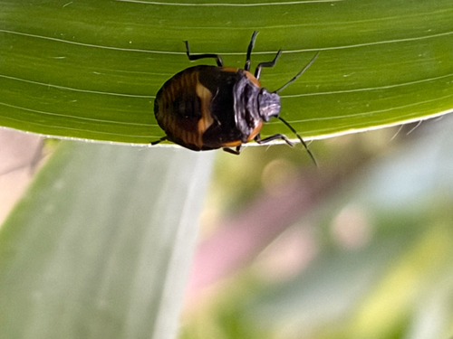 Green Stink Bug