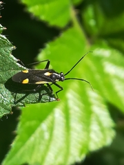 Capsodes sulcatus